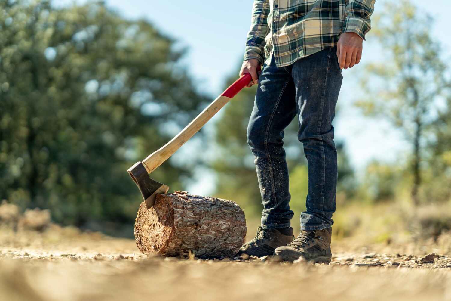 The Steps Involved in Our Tree Care Process in San Benito, TX